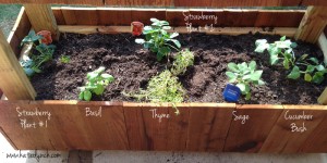 Container-Gardening-Bottom-Container