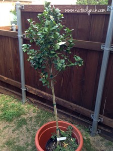 Containter-Gardening-Lime-Tree