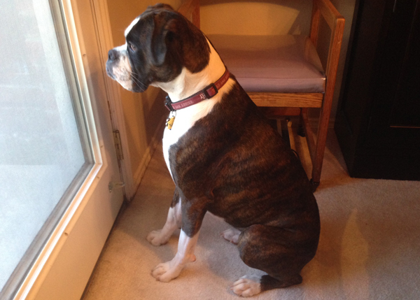 Bailey-Guard-Dog