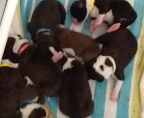 Lola's-puppies-day-of-birth