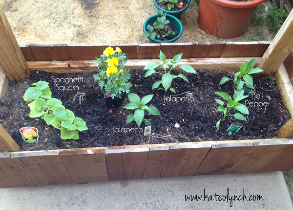 Container Gardening Peppers